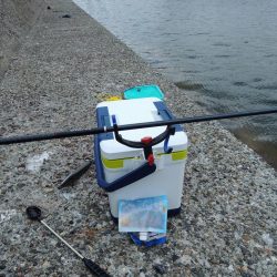 アジを狙ったがサバばかり