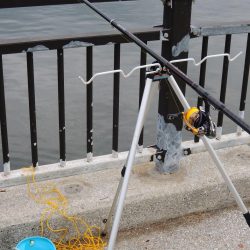 小アジ　夕暮れに入れ食い