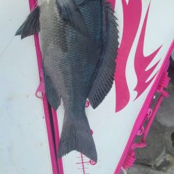 和歌山市江（吉丸渡船）でグレ釣り