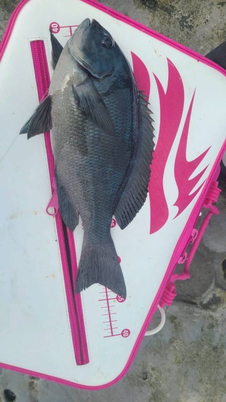 和歌山市江（吉丸渡船）でグレ釣り