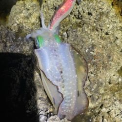 2025 佐渡ヶ島エギング Vol.3【9月5日】