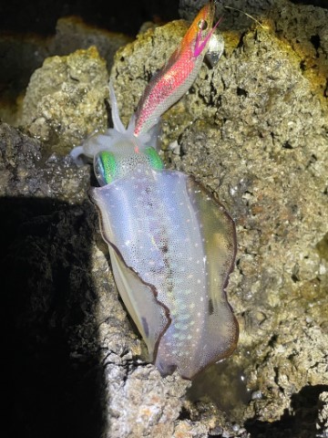 2025 佐渡ヶ島エギング Vol.3【9月5日】