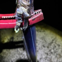 秋タチウオ 狙い