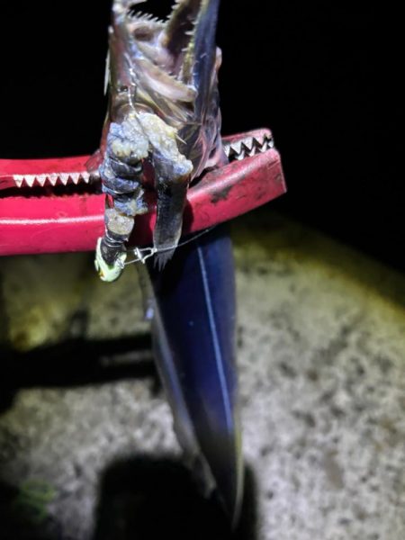 秋タチウオ 狙い