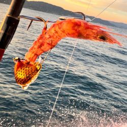 マダイ/ひとつテンヤ