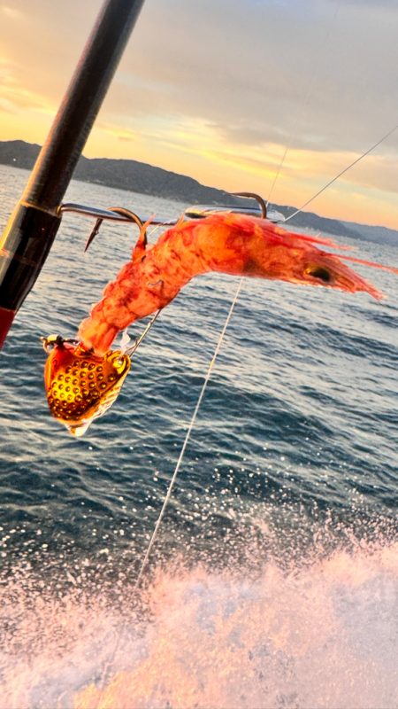 マダイ/ひとつテンヤ