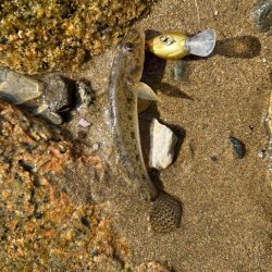 まだハゼクラ！