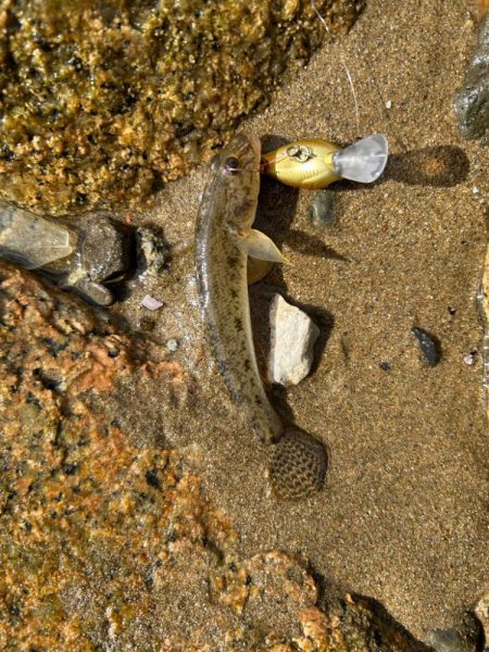 まだハゼクラ！