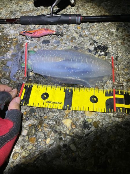 秋🦑数釣り😆