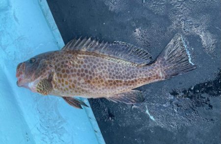 オフショアライトゲーム