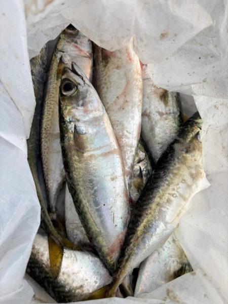 ジグサビキ　35