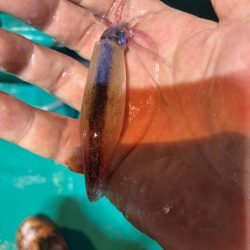 イカメタル7回目今期ラスト釣行
