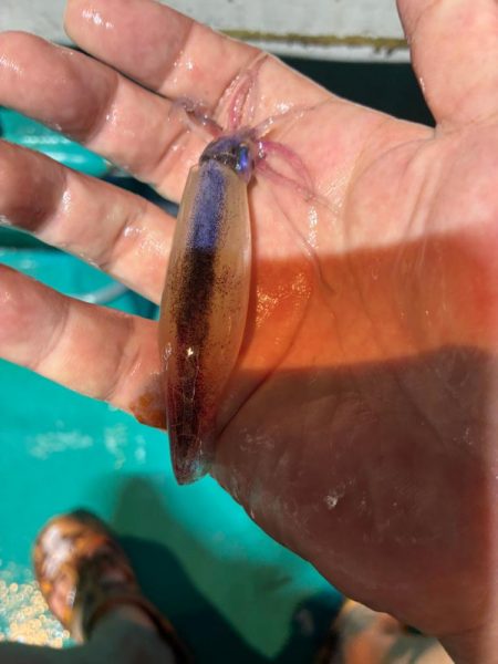 イカメタル7回目今期ラスト釣行