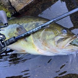 ダブルネックスマンカイフィッシュ！