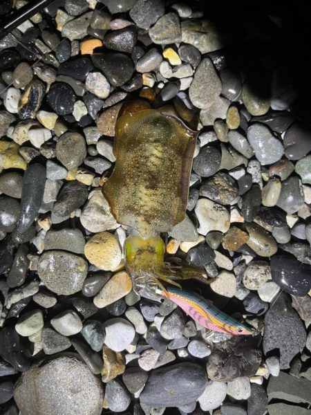 25-26シーズン　アオリイカ開幕