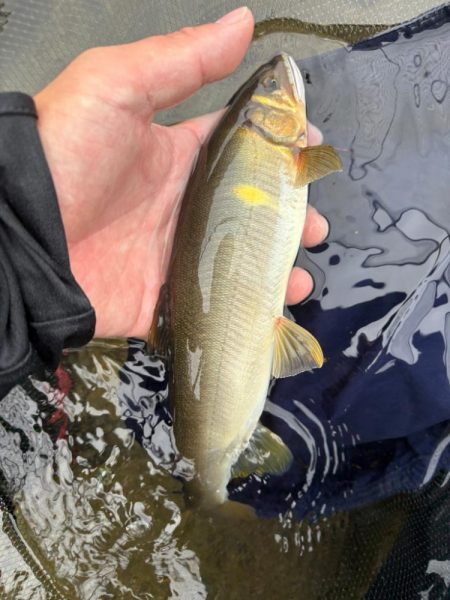 大鮎釣り