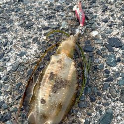 廃盤カラーロスト…