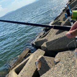 まだまだ暑い、夕刻のシロギスタ