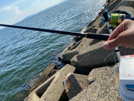 まだまだ暑い、夕刻のシロギスタ