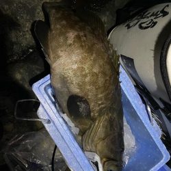 良型のコアラキャッチ