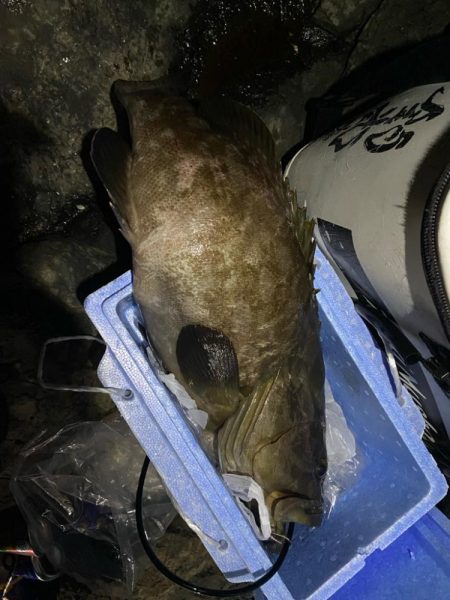 良型のコアラキャッチ