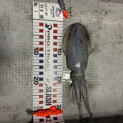 2回目のティップランエギング