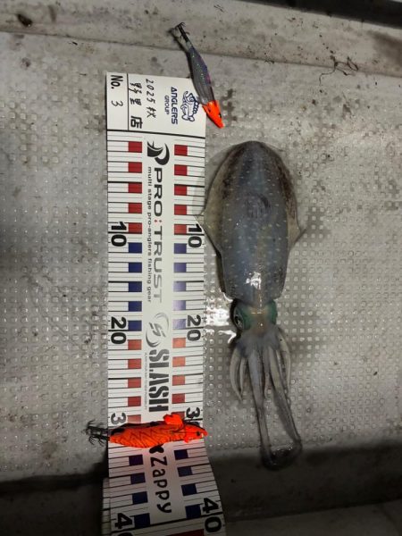 2回目のティップランエギング