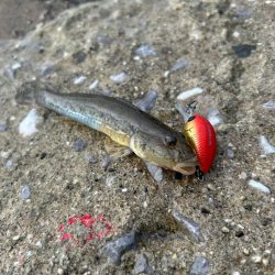 やっぱりハゼクラ！