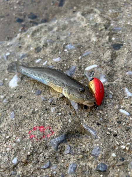 やっぱりハゼクラ！