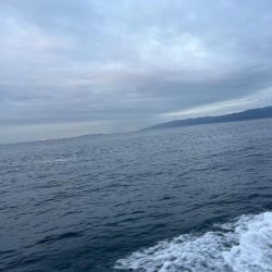 またまたアオリイカ釣りに