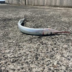 灼熱の小浦一文字