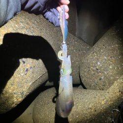 飽きずに秋🦑釣り😊