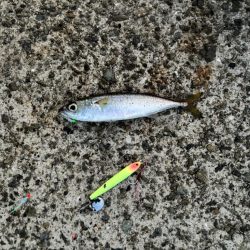 ジグサビキ　31