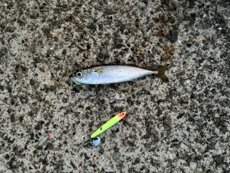 ジグサビキ　31