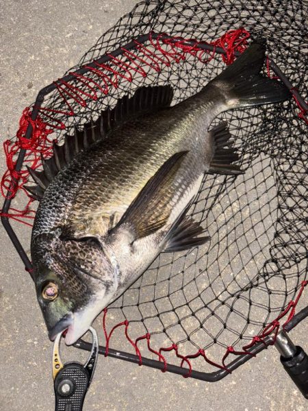 ヘチってきました