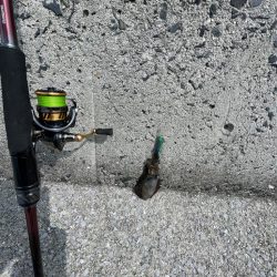 今回は、ミニアオリイカのみ………