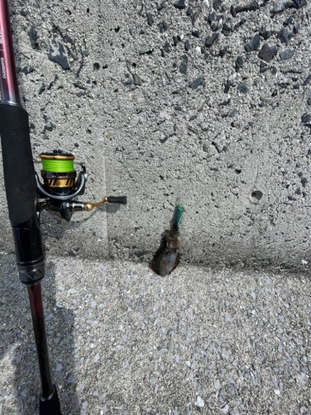 今回は、ミニアオリイカのみ………