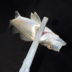 連日連夜アジング