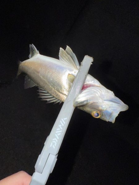 連日連夜アジング