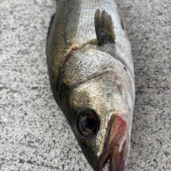 エビ撒きで五目釣り