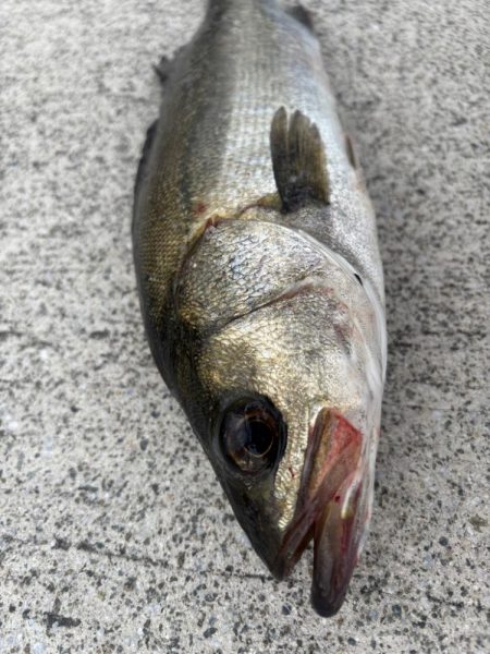 エビ撒きで五目釣り