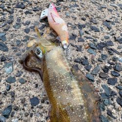 今秋シーズン記録更新