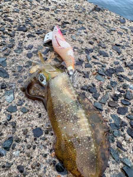 今秋シーズン記録更新