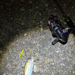 アジングは好調エギングはイカ不在