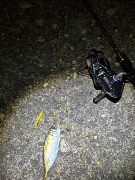 アジングは好調エギングはイカ不在