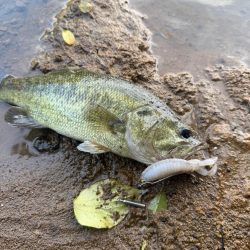 秋めいてますね