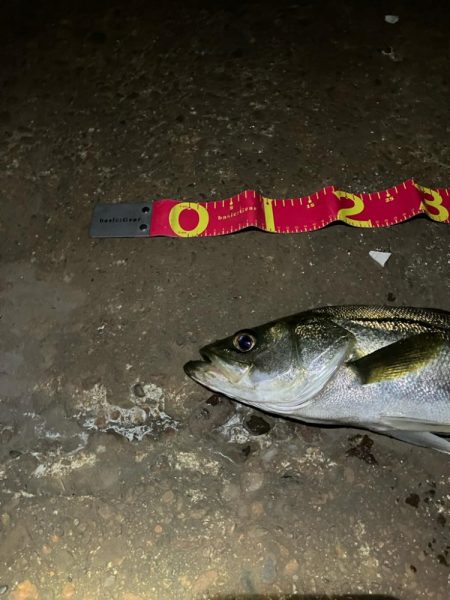 秋シーバススタートか⁉︎