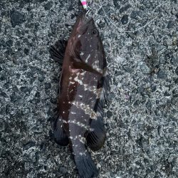 今週もサゴシ好調！