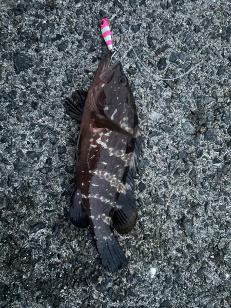 今週もサゴシ好調！