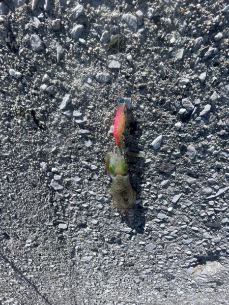 やっぱり小さい………